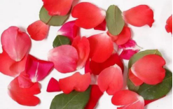 秘密假期经期养护.png 秘密假期经期养护.png